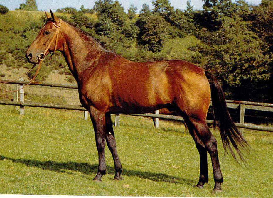 Corsio