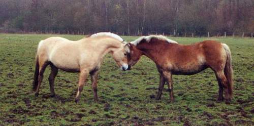 Hjerkinn und Mary