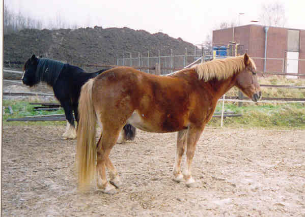 Doran