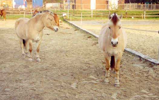 Lilli und Hjerkinn (v.li n.re)