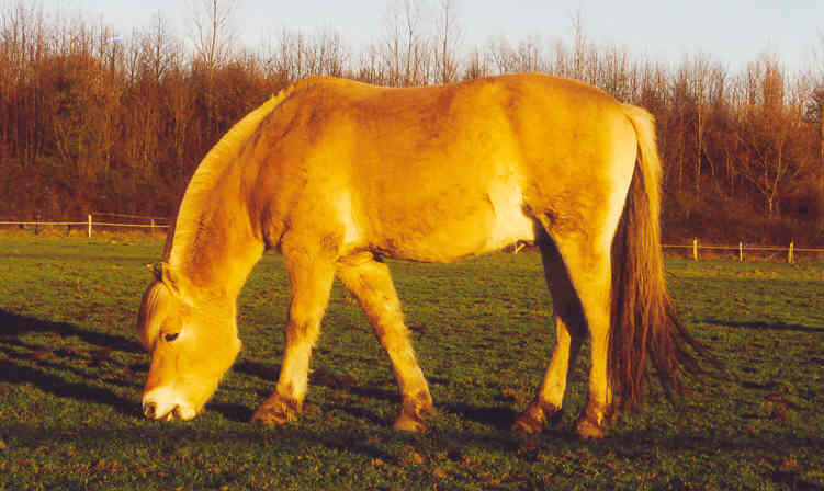 Hjerkinn