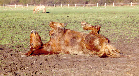 Melano