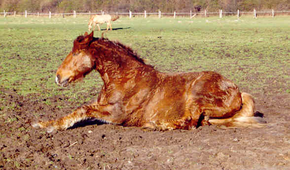 Melano