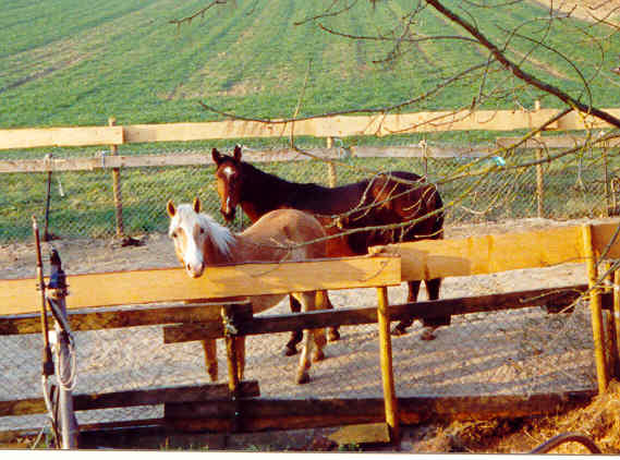 Rasselbande