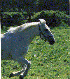 L&uuml;mmel 10.5.98