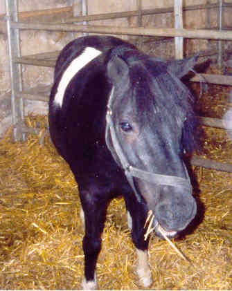 Joey