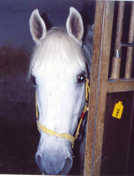 Sidun